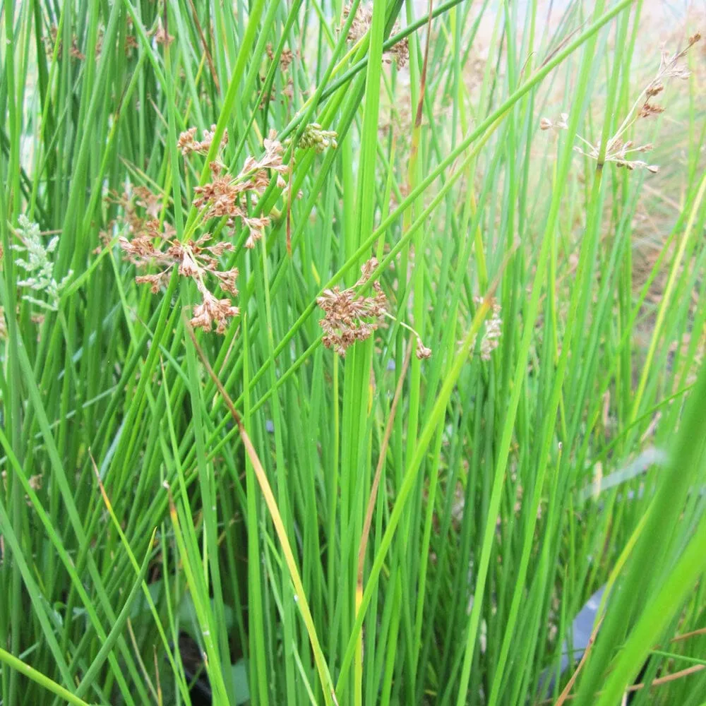 Juncus Effusus Aquatic Pond Plant - Soft Rush