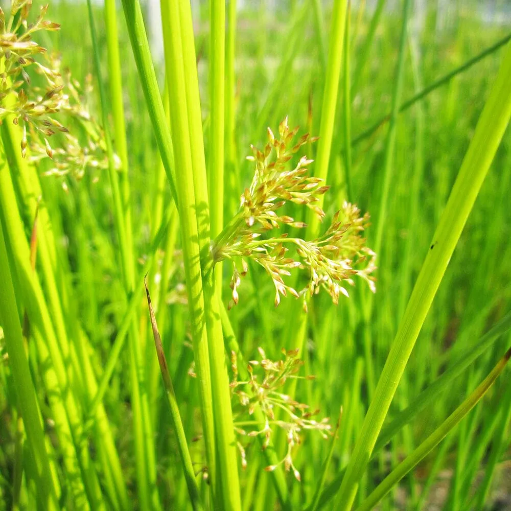 Juncus Effusus Aquatic Pond Plant - Soft Rush