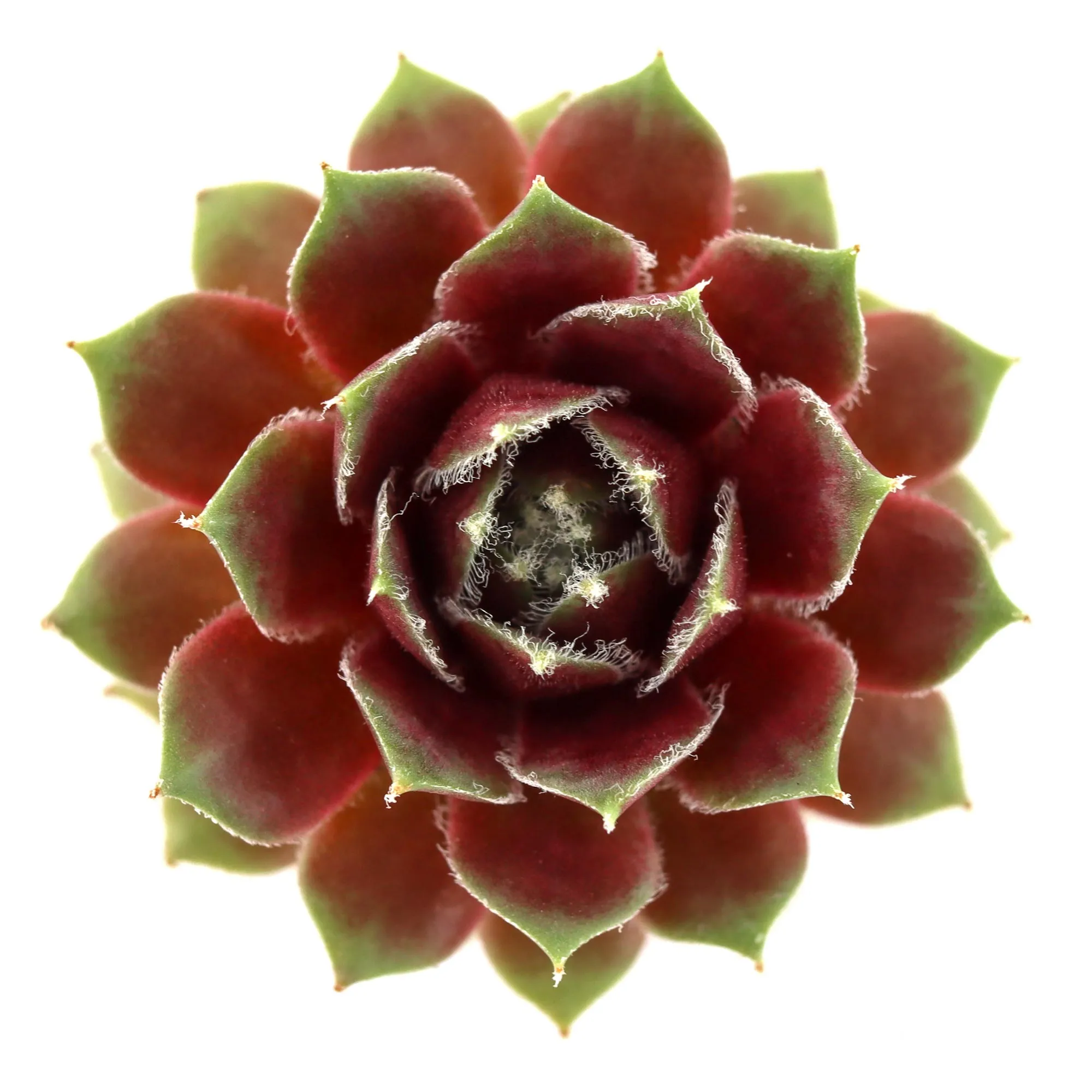 Sempervivum 'Rauhreif'