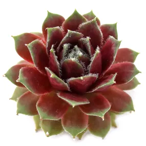 Sempervivum 'Rauhreif'