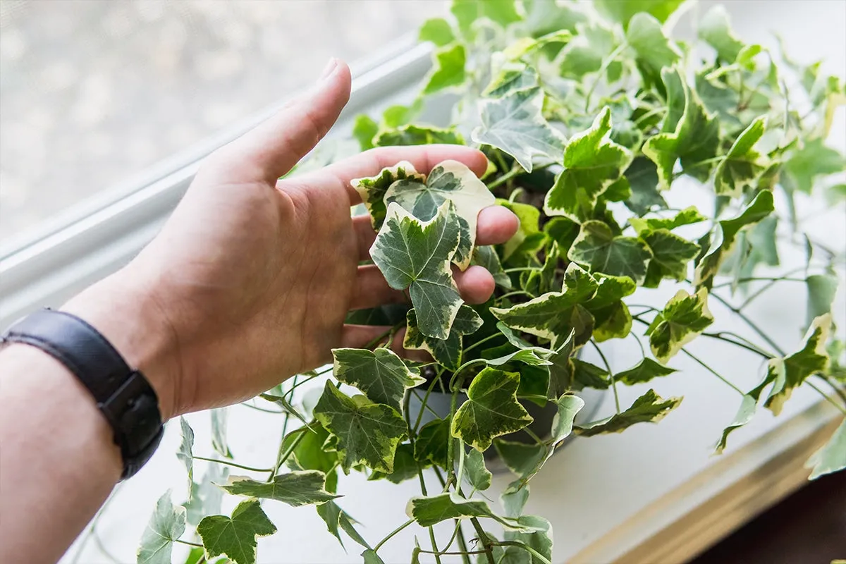 Variegated English Ivy