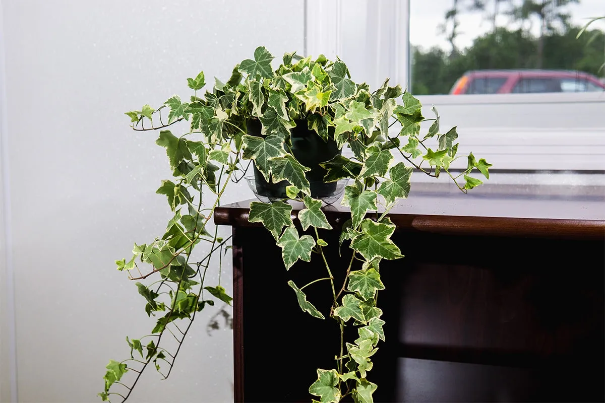 Variegated English Ivy