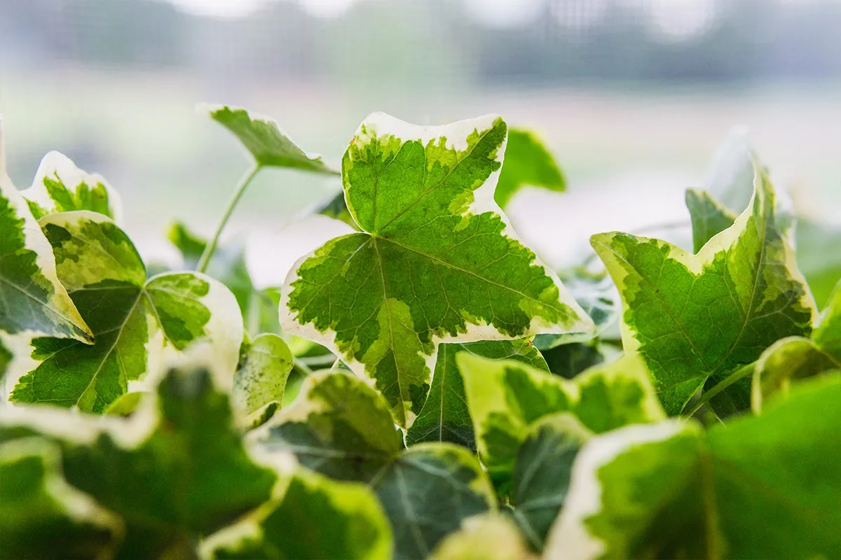 Variegated English Ivy