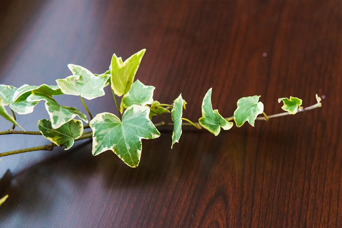 Variegated English Ivy