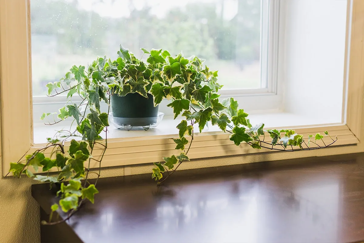 Variegated English Ivy